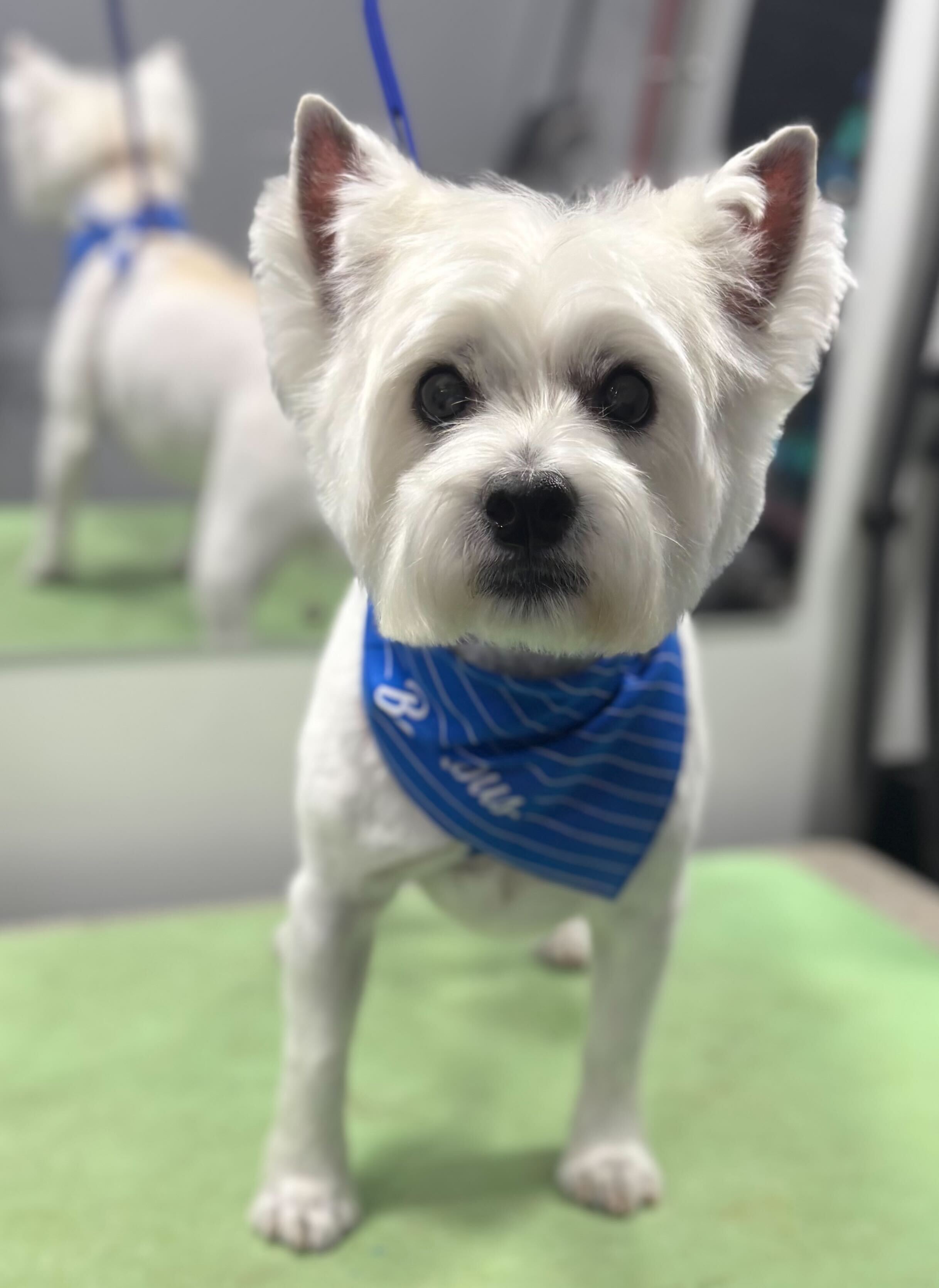 Biscuit in a blue Barkbus bandana