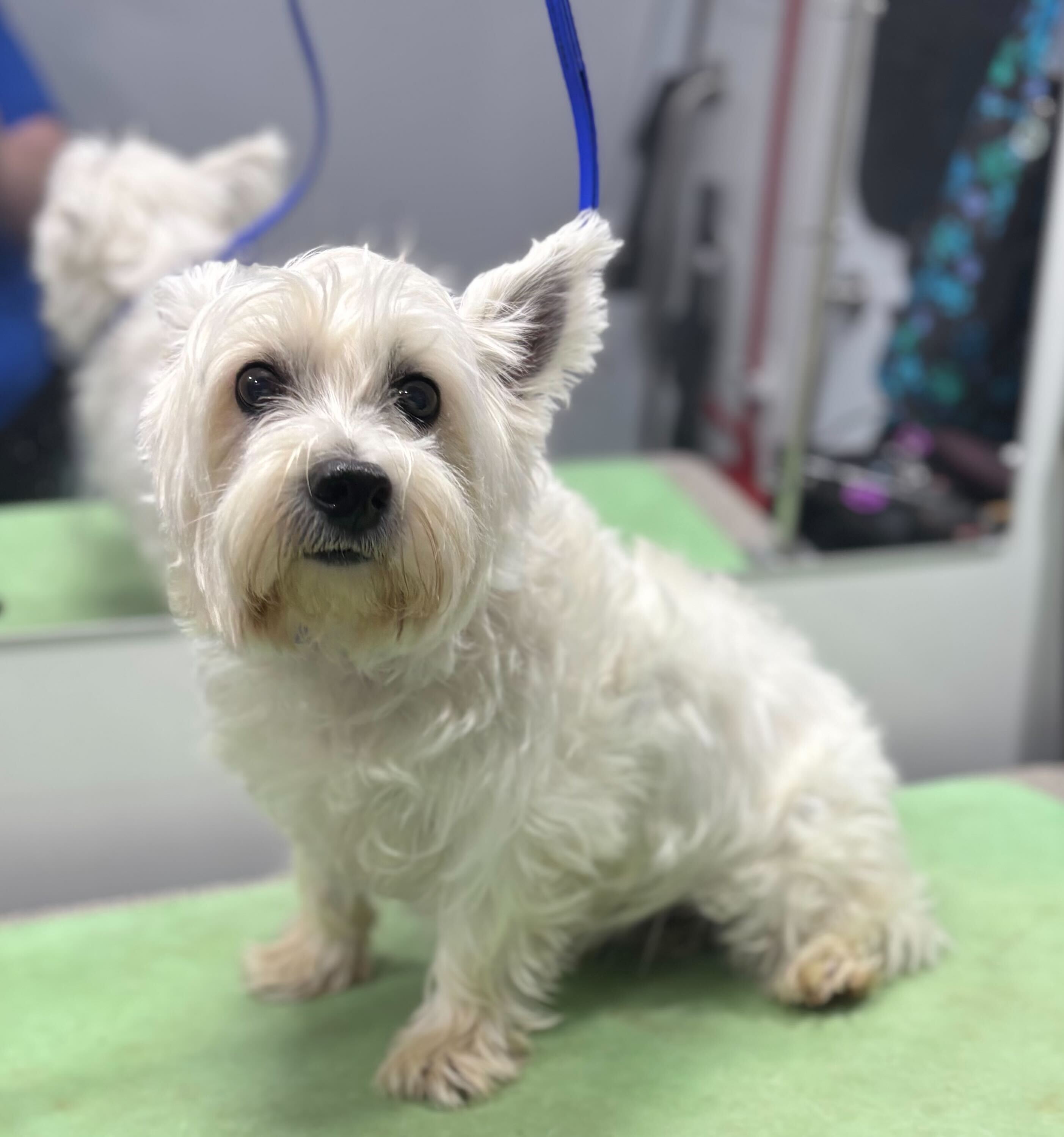 Biscuit at the groomer